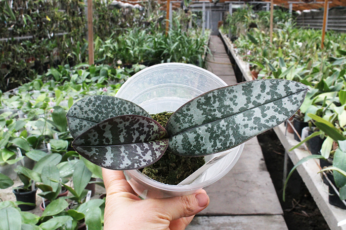 Phalaenopsis schilleriana.jpg