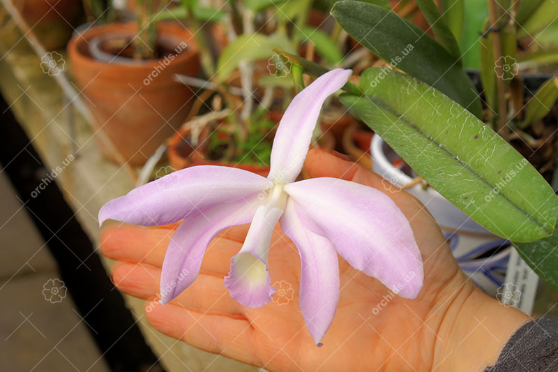Laelia perrini concolor 'AWZ' x Laelia perrini delicata 'AM' XXXX.jpg