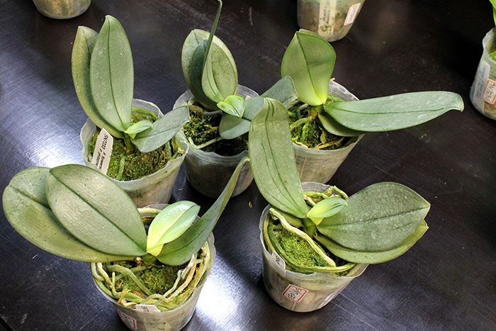 Phalaenopsis floresensis  x philippinense orchid.jpg