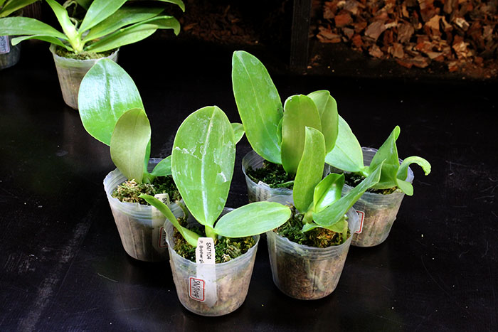 Phalaenopsis Brother Glory 'Long Fong'.jpg