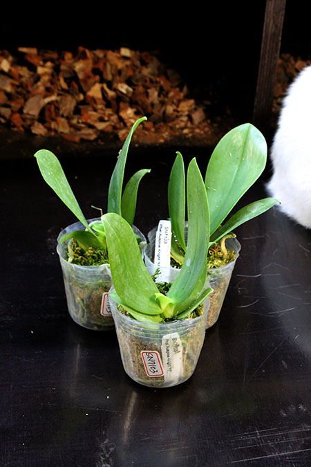 Phalaenopsis Auspice Knight 'KF'.jpg