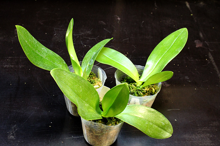 Phalaenopsis gigantea x lueddemanniana.jpg