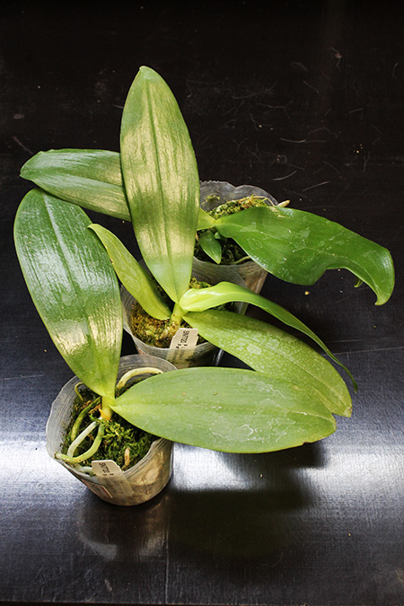 Phalaenopsis David Lim 'flava'.jpg