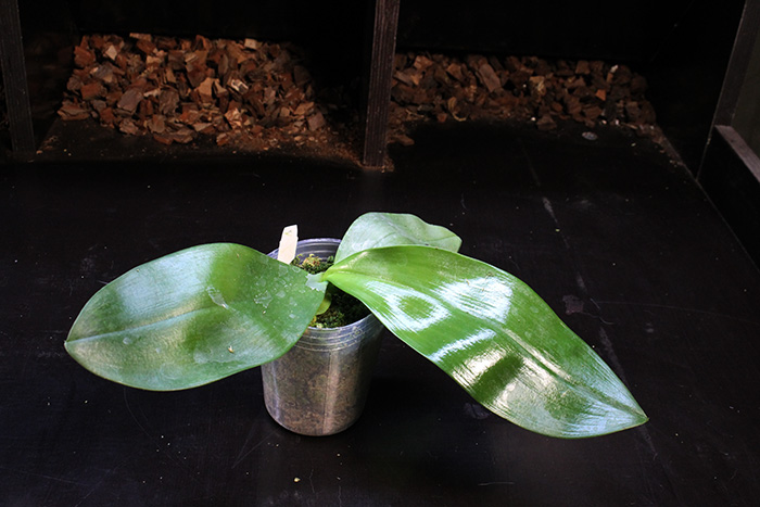 Phalaenopsis Jade Gold (gigantea x venosa 'Red').jpg