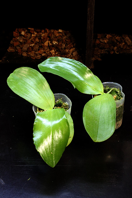 Phalaenopsis Red Jaguar (Phalaenopsis Hsu Li-Shian x Phalaenopsis gigantea).jpg