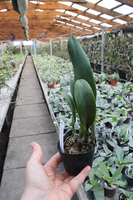 Sophrolaeliocattleya Little Hazel 'M'.jpg