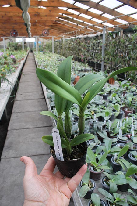 Rhyncattleanthe Young-min Orange 'Golden Satisfaction'.jpg