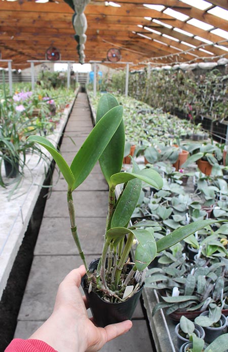 Cattleya Green Emerald 'Orchid Queen' (Cattleya Elizabeth Mahon x Cattleya Thospol Spot).jpg