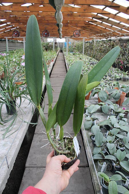 Cattleya eldorado 'M Ito'.jpg