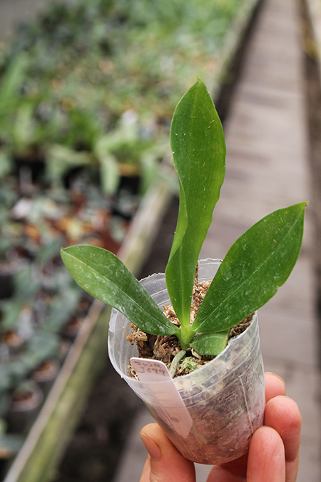 Phalaenopsis tetraspis 'Hua Yi'.jpg