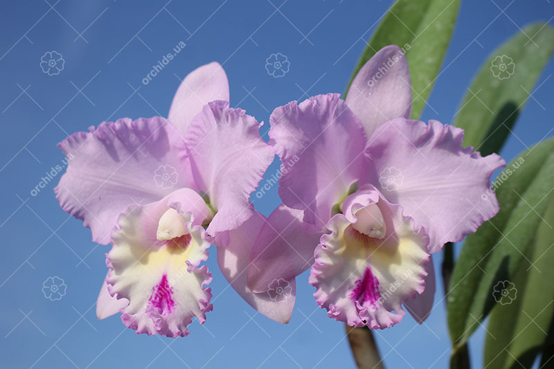 Brassocattleya Chief Pink 'Diana'.jpg