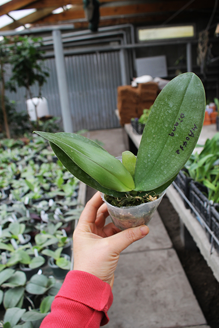 Phalaenopsis Diamond Beauty '1202' x Ld's Bear King 'YK7'.jpg