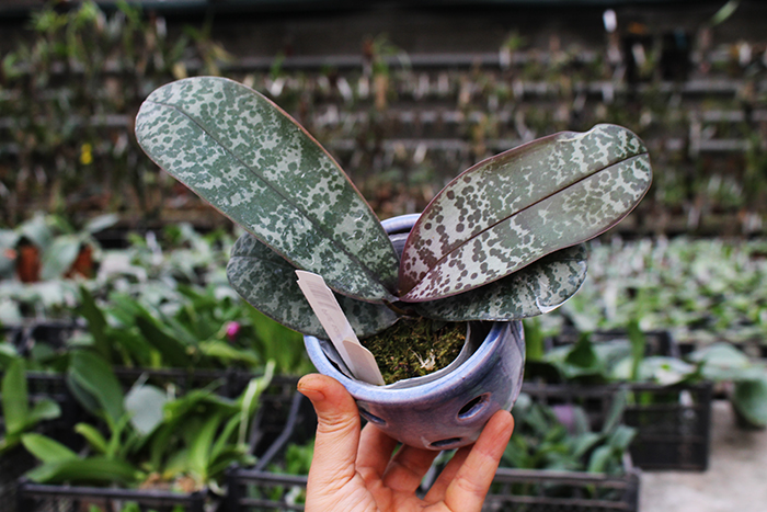 Phalaenopsis schilleriana.jpg