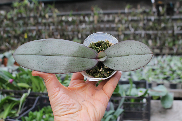 Phalaenopsis gigantea x schilleriana.jpg