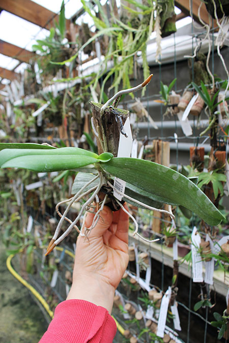 Aerangis spiculata.jpg