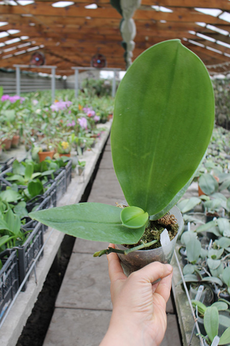 Phalaenopsis gigantea x Chang Yi 'Green Giant'.jpg