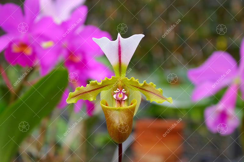 Paphiopedilum spicerianum.jpg
