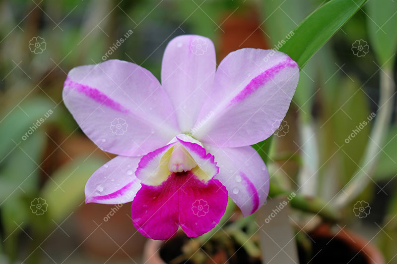 Laeliocattleya Mona Pink 'Hiromi'.jpg