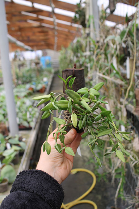 Dendrobium hymenanthum.jpg