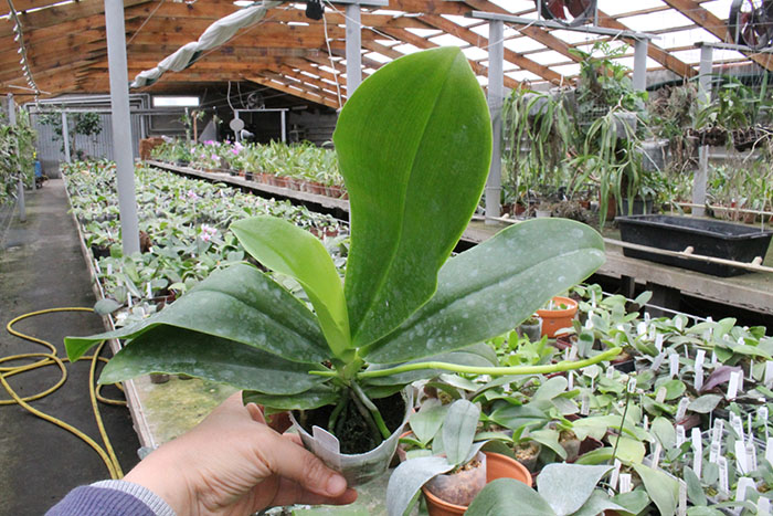 Phalaenopsis corningiana x lueddemanniana.jpg