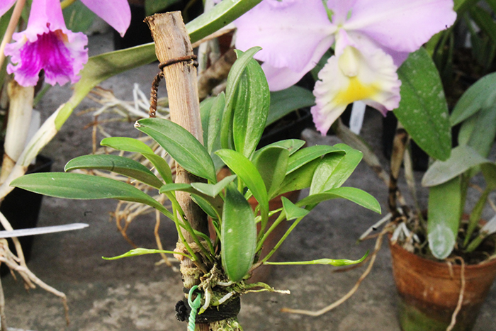 Masdevallia strobelii.jpg