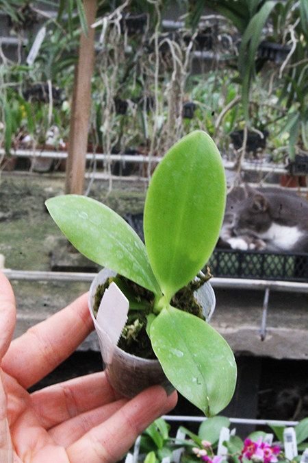 Phalaenopsis teraspis 'Red' x 'Blue'.jpg