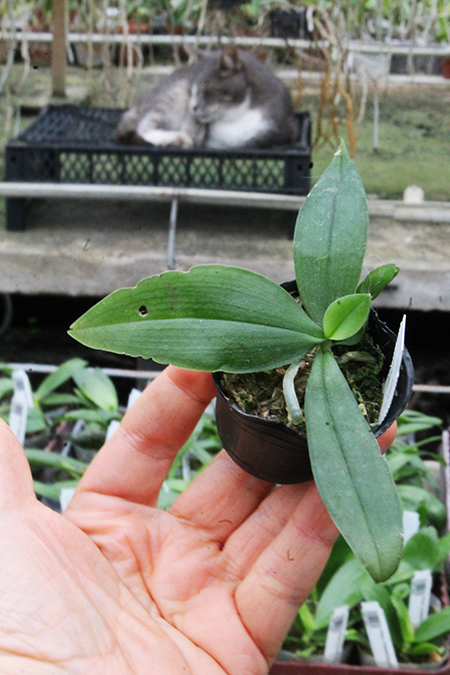 Phalaenopsis lobbii var orange.jpg