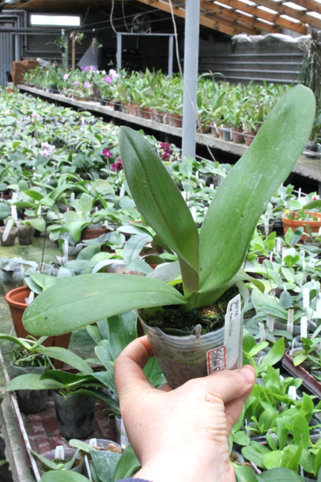 Phalaenopsis TH's Pit Viper.jpg