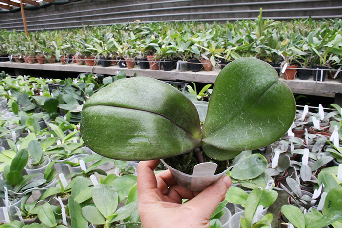 Phalaenopsis Ya-YI Qin x AL Sun Tiger.jpg