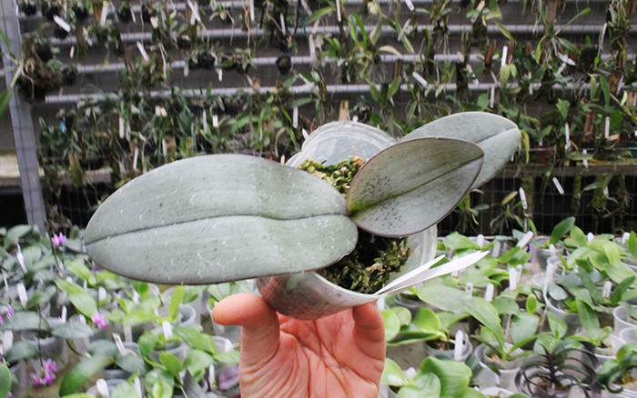 Phalaenopsis gigantea x schilleriana.jpg