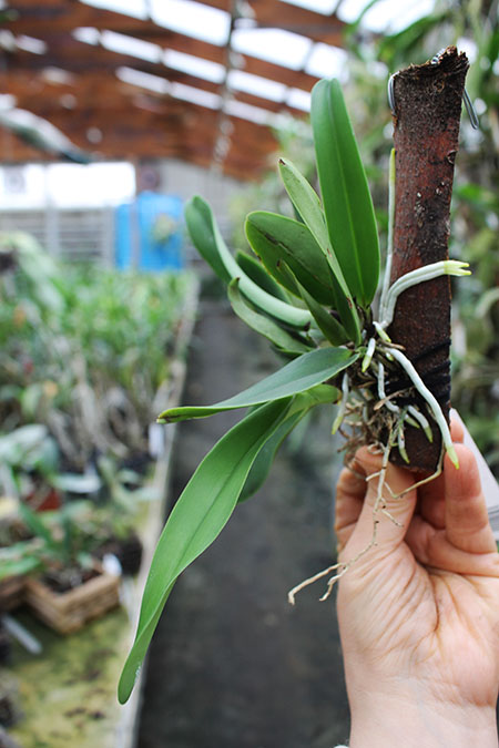 Cattleya dowiana aurea x self.jpg