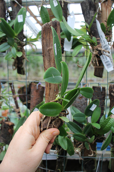 Cattleya aclandiae escura 'Minha nega' x self.jpg