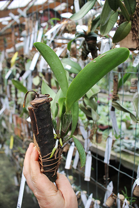 Cattleya violacea semi-alba.jpg