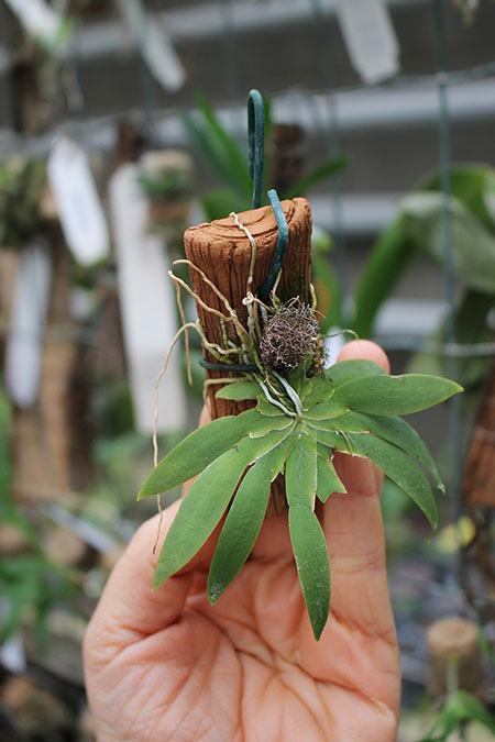 Ornithocephalus cochleariformis.jpg