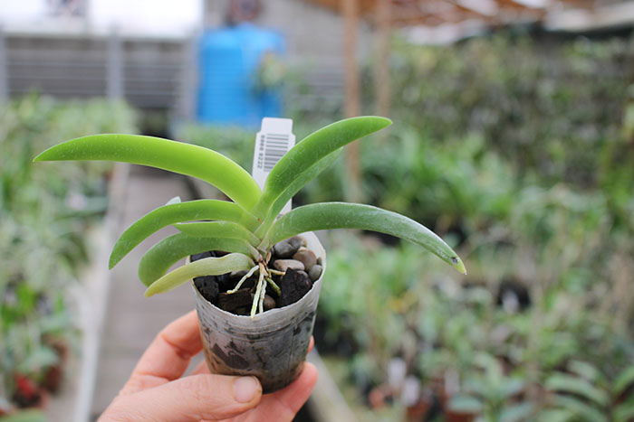 Angraecum leonis.jpg