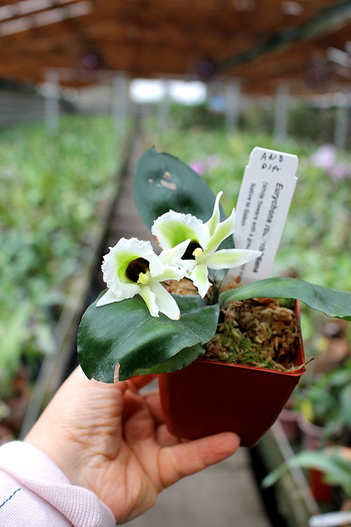 Eurychone rothschildiana.jpg