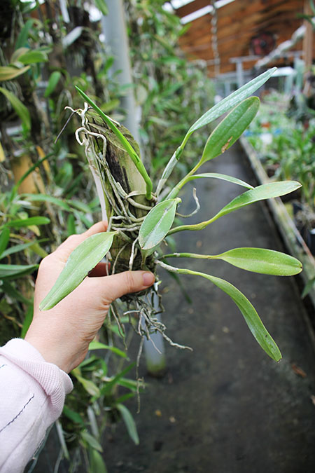 Laelia pumila 'Black Diamond x 'Kam' x Laelia pumila 'Gerson'.jpg