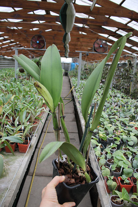 Cattleya x Hardyana semialba.jpg