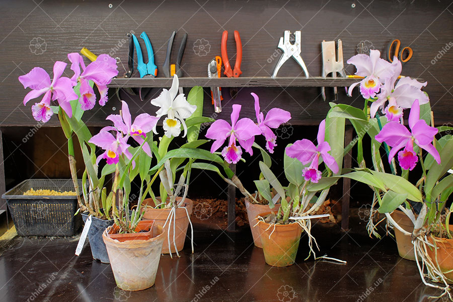 Теплица орхидей.jpg