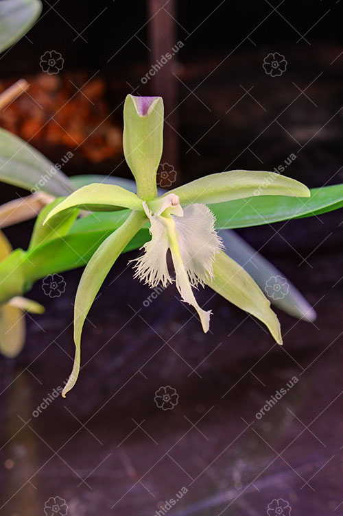 Epidendrum parkinsonianum x Brassavola digbyana.jpg