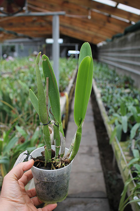 Sophrolaeliocattleya Endless Love 'Eros'.jpg