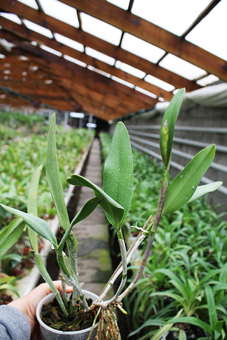 (Cattleya Pink Jaguar x Brassavola digbyana) 'ORCHIS'.jpg