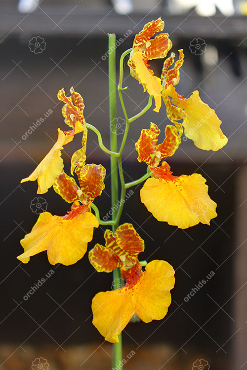 Oncidium zappii x Comparettia speciosa.jpg