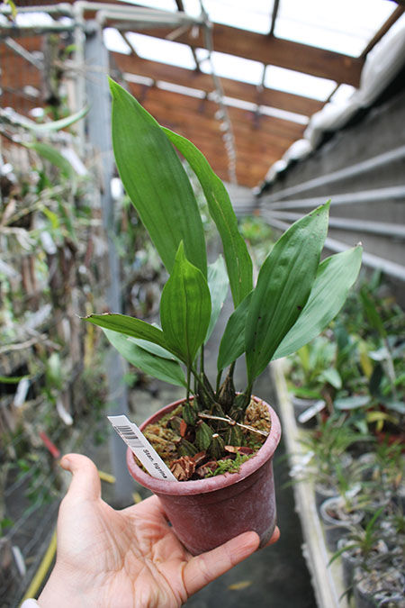 Stanhopea tigrina.jpg