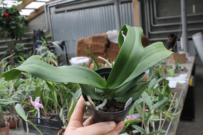 (Sedirea japonica-Vandopsis parishii) x Rhynchostylis gigiantea.jpg