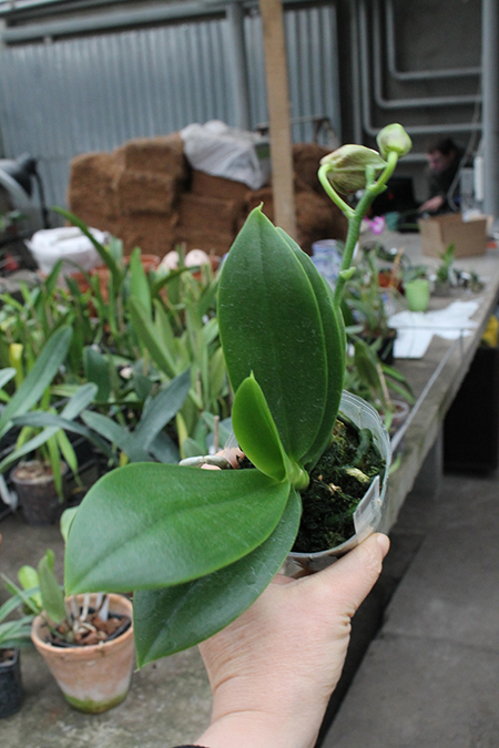 Phalaenopsis Joy Fairy Tale 'Joy'.jpg