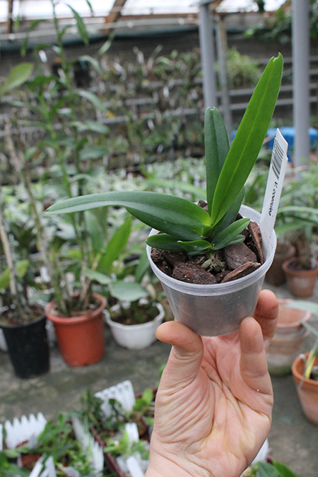 Vanda coerulea.jpg