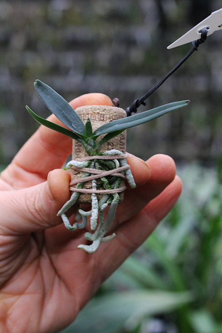 Angraecum didieri x Neofinetia falcata.jpg