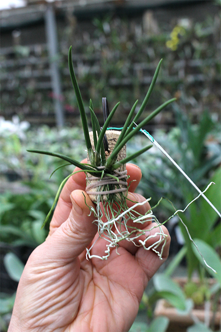 Capanemia uliginosa.jpg