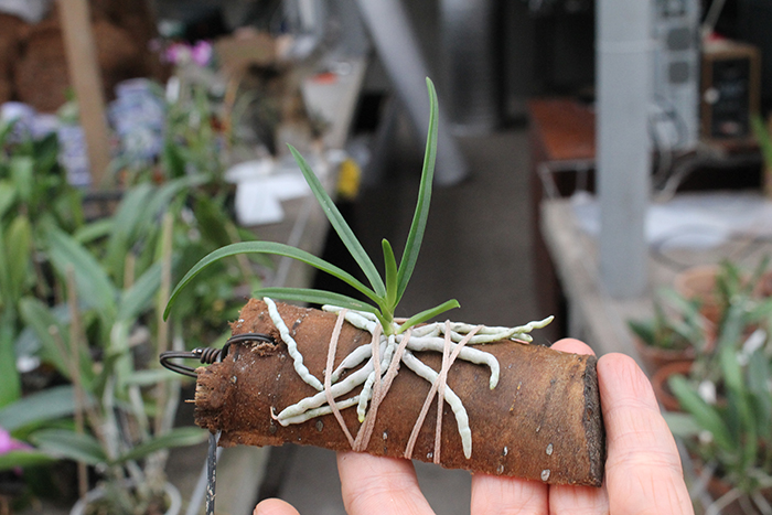 Holcoglossum flavescens x Vanda coerulescens.JPG